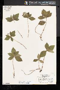 Cornus canadensis image