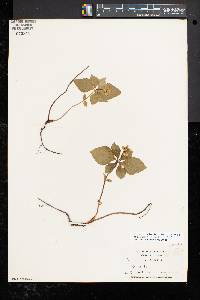 Cornus canadensis image