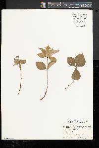 Cornus canadensis image