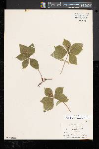 Cornus canadensis image