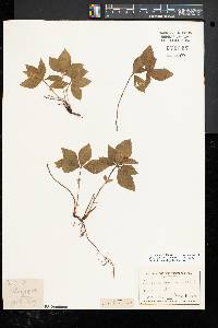 Cornus canadensis image