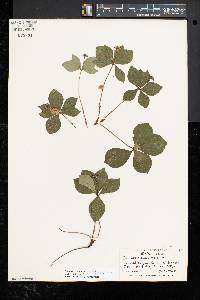 Cornus canadensis image