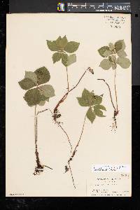 Cornus canadensis image