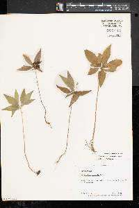 Trientalis borealis image