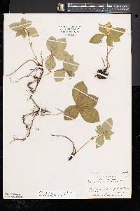 Cornus canadensis image