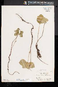 Cornus canadensis image