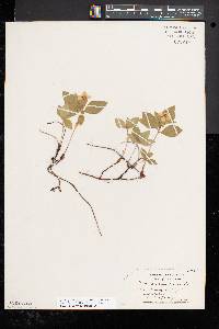 Cornus canadensis image