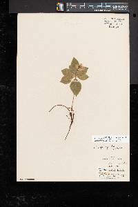 Cornus canadensis image