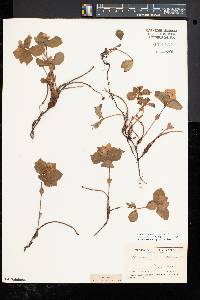 Cornus canadensis image