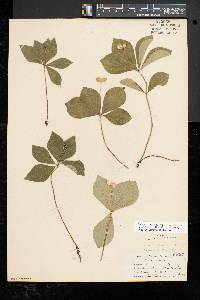 Cornus canadensis image