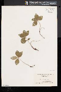 Cornus canadensis image