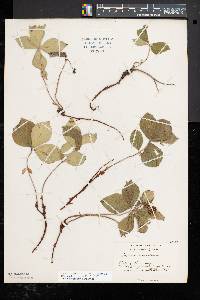 Cornus canadensis image