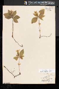 Cornus canadensis image