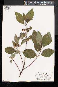 Cornus amomum subsp. obliqua image