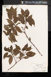 Cornus amomum subsp. obliqua image