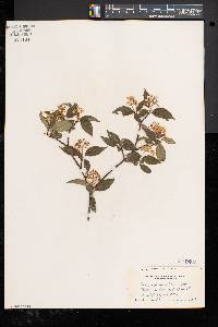 Cornus racemosa image