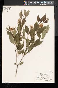 Cornus racemosa image