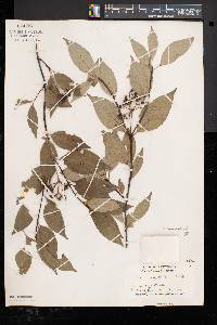 Cornus racemosa image