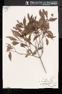 Cornus racemosa image