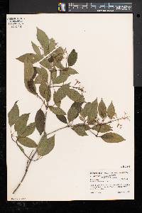 Cornus racemosa image