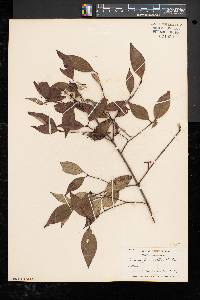 Cornus racemosa image