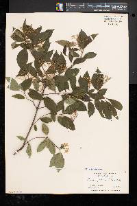 Cornus racemosa image