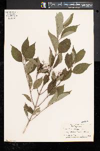 Cornus racemosa image