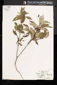 Cornus racemosa image