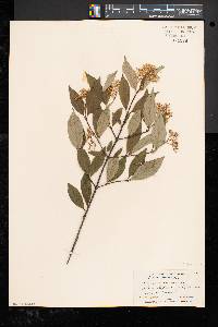 Cornus racemosa image