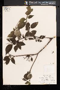 Cornus racemosa image