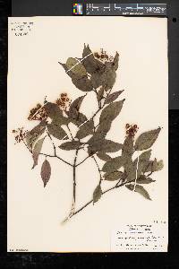 Cornus racemosa image