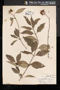 Cornus racemosa image