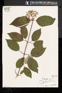 Cornus rugosa image