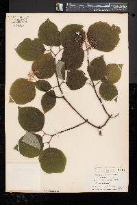 Cornus rugosa image