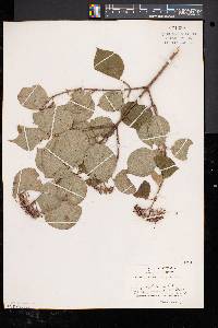 Cornus rugosa image