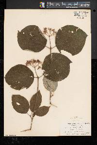 Cornus rugosa image