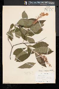 Clethra alnifolia image