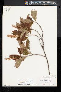 Clethra acuminata image