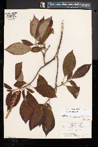 Clethra acuminata image