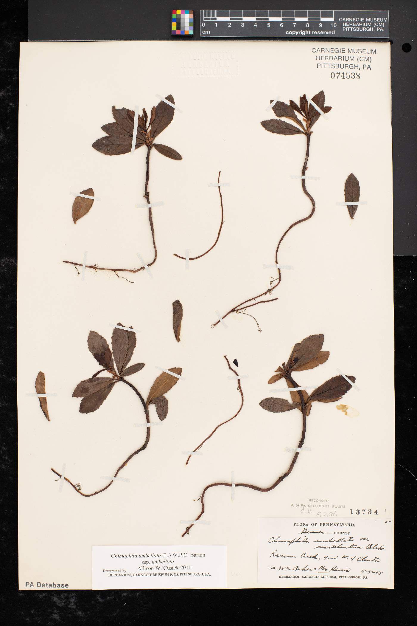 Chimaphila umbellata subsp. umbellata image