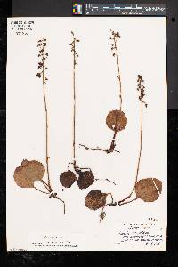 Pyrola americana image