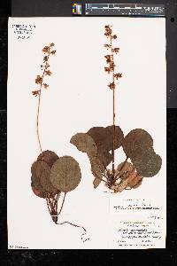 Pyrola americana image