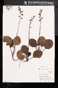 Pyrola americana image