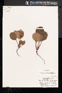 Pyrola americana image