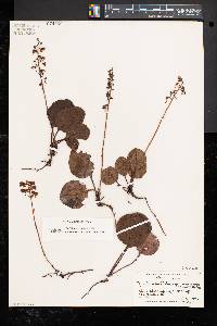 Pyrola americana image