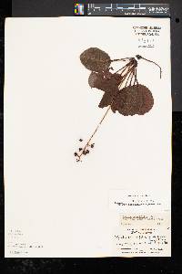 Pyrola americana image