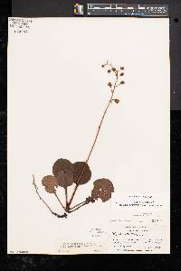 Pyrola americana image