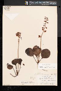 Pyrola americana image