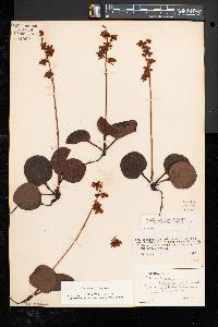 Pyrola americana image