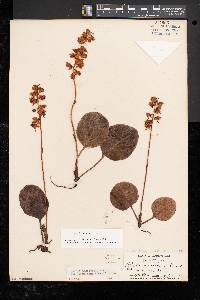 Pyrola americana image